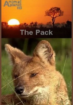 Стая. Красные волки — The Pack. Dhole (2009) смотреть онлайн